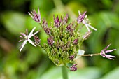 ALLIUM CRISTOPHII OPENING IN THE RAIN