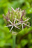 ALLIUM CRISTOPHII OPENING IN THE RAIN