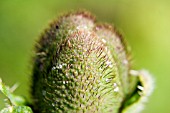 CLOSE UP OF PAPAVER ORIENTALE BUD AFTER THE RAIN