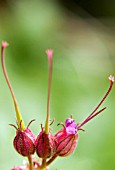 GERANIUM MACRORRHIZUM BUDS