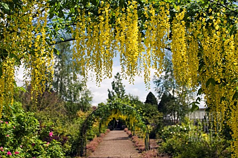 LABURNUM_WALK_AT_THE_GARDEN_AT_THE_BANNUT__BRINGSTY__HEREFORDSHIRE__MAY
