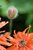 PAPAVER FIREBALL,  POPPY