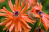 PAPAVER FIREBALL,  POPPY