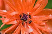 PAPAVER FIREBALL,  POPPY,  MAY