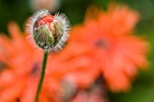 PAPAVER FIREBALL,  POPPY,  MAY