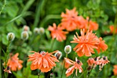 PAPAVER FIREBALL,  POPPY,  MAY