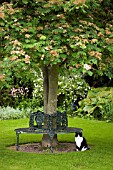 BLACK AND WHITE CAT SITTING BY WROUGHT IRON TREE SEAT