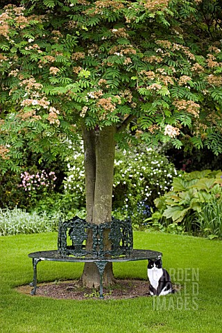 BLACK_AND_WHITE_CAT_SITTING_BY_WROUGHT_IRON_TREE_SEAT