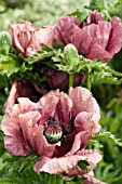 PAPAVER ORIENTALE PATTYS PLUM