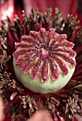 PAPAVER ORIENTALE PATTYS PLUM