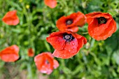 PAPAVER RHOEAS,  WILD POPPIES