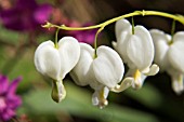 DICENTRA SPECTABILIS F. ALBA,  MAY