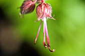 GERANIUM MACRORRHIZUM BUD,  CRANESBILL,  MAY