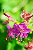 GERANIUM MACRORRHIZUM,  CRANESBILL,  MAY