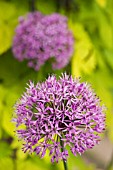 ALLIUM GLOBEMASTER,  MAY