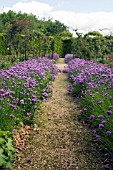 ROWS OF ALLIUM SCHOENOPRASUM,  CHIVES,  AT RYTON ORGANIC GARDEN,  MAY