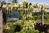 WISTERIA FLORIBUNDA ALBA ON WOODEN PERGOLA AT RYTON ORGANIC GARDEN,  COVENTRY,  MAY