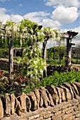 WISTERIA FLORIBUNDA ALBA ON WOODEN PERGOLA AT RYTON ORGANIC GARDEN,  COVENTRY,  MAY