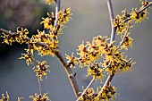 HAMAMELIS MOLLIS,  WITCH HAZEL