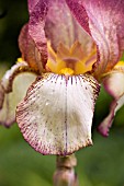 BEARDED IRIS CEDRIC MORRIS