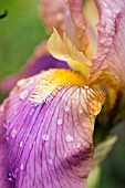 BEARDED IRIS CLOSE UP OF BEARD AND FALL,  MAY,  AFTER THE RAIN