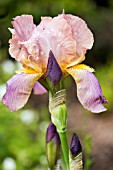 BEARDED IRIS AFTER THE RAIN