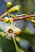 EUCALYPTUS FLOWER,  JUNE