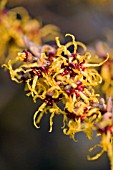 HAMAMELIS MOLLIS