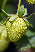 CLOSE UP OF UNRIPE STRAWBERRY,  JUNE