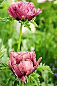 PAPAVER ORIENTALE PATTYS PLUM