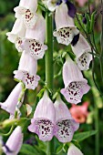 DIGITALIS,  FOXGLOVE AFTER THE RAIN