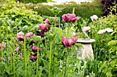 PAPAVER ORIENTALE PATTYS PLUM AND CEDRIC MORRIS,  AFTER THE RAIN,  WITH SUNDIAL,  MAY