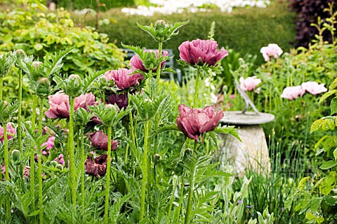 PAPAVER_ORIENTALE_PATTYS_PLUM_AND_CEDRIC_MORRIS__AFTER_THE_RAIN__WITH_SUNDIAL__MAY