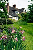 BEARDED IRIS AT EASTGROVE COTTAGE GARDEN,  SANKYNS GREEN,  AFTER THE RAIN,  MAY