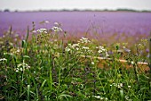 ANTHRISCUS SYLVESTRIS,  COW PARSLEY AND FIELD OF PURPLE PHACELIA TANACETIFLIA,  LACY PHACELIA,  JUNE