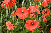 PAPAVER RHOEAS,  WILD POPPIES IN CORNFIELD