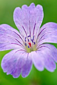 GERANIUM NODOSUM WHITELEAF