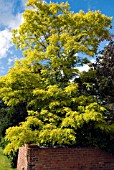 ROBINIA PSEUDOACACIA FRISIA FALSE ACACIA