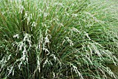 POA LABILLARDIEREI COMMON TUSSOCK GRASS