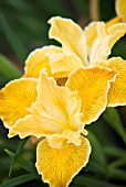 IRIS PINEWOOD SUNSHINE