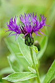 CENTAUREA MONTANA PURPLE PROSE CORNFLOWER