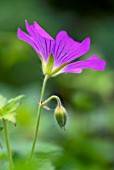 GERANIUM SIRAK