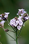 VERBENA RIGIDA POLARIS