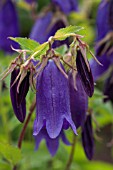 CAMPANULA SARASTRO, BELLFLOWER HAREBELL