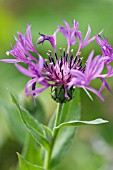 CENTAUREA MONTANA, CARNEA KNAPWEED