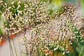 BRIZA MEDIA LIMOUZI, QUAKING GRASS