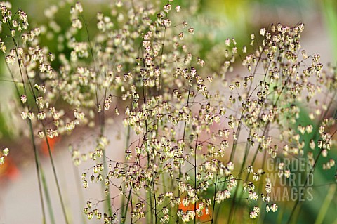 BRIZA_MEDIA_LIMOUZI_QUAKING_GRASS