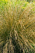 CHIONOCHLOA RUBRA, NEW ZEALAND RED TUSSOCK GRASS