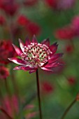 ASTRANTIA MAJOR GILL RICHARDSON, MASTERWORT