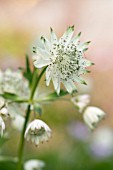 ASTRANTIA MAJOR PERCY PICTON, MASTERWORT